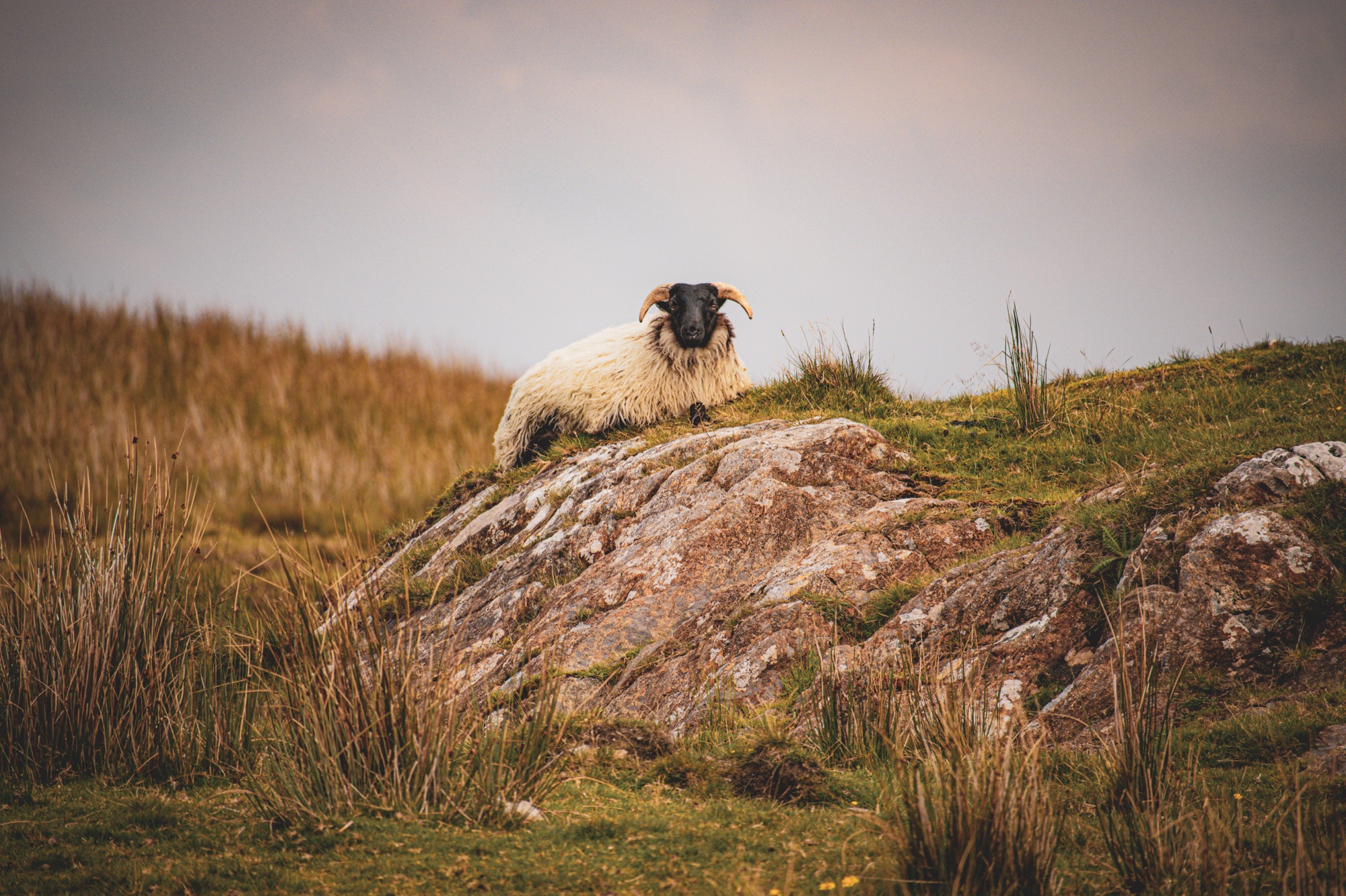 Leggende Irlandesi: Folklore e Magia Celtica